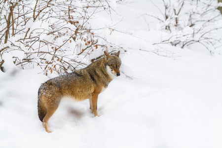 肖像灰狼在雪地里