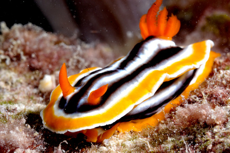 Chromodoris 裸鳃亚目 kapoposang 潜水员潜水