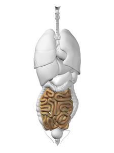 肠器官和消化系统