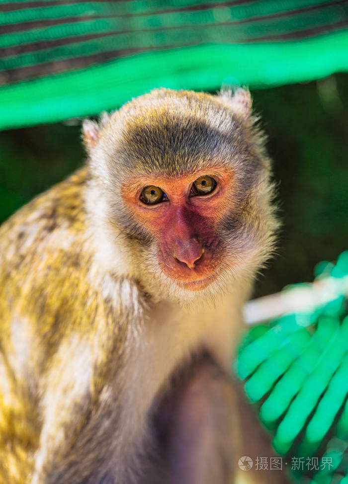 年轻的棕色在越南猴子