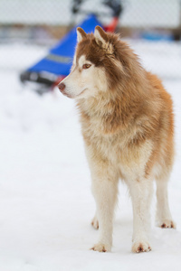 阿拉斯加雪橇犬雪