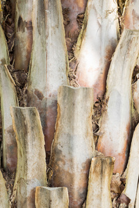 棕榈树皮