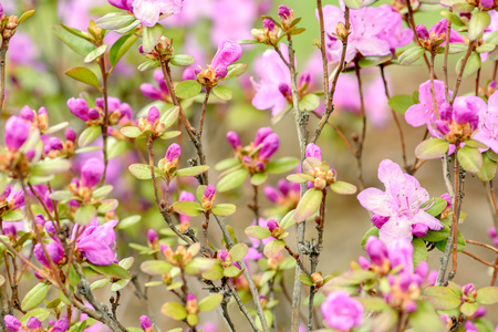 杜鹃开花布什