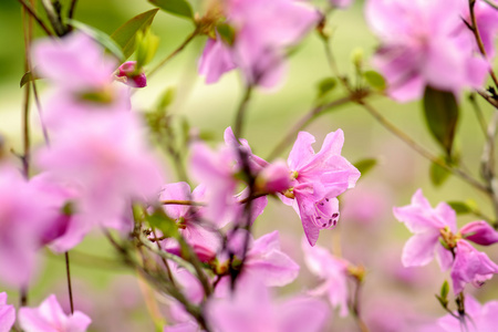 杜鹃开花布什