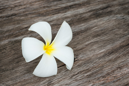 白色素馨花