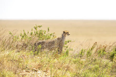塞伦盖蒂山上的非洲猎豹