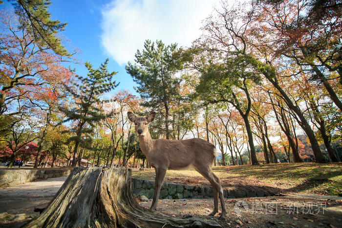 日本奈良公园内的奈良鹿自由漫步