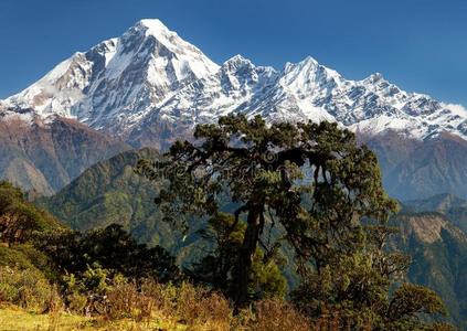 达乌拉吉里山景观