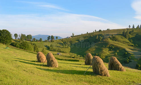 风景晴朗美丽的风景和干草堆在晴朗的早晨在喀尔巴阡山脉的山坡上