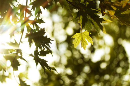 秋天自然的绿黄枫叶和阳光
