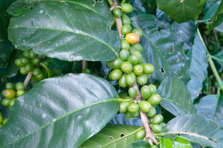 绿色咖啡豆种植