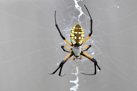 黑黄相间的长腿蜘蛛图片