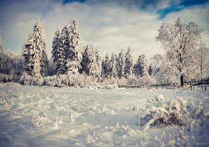 冬季景观冷杉树和新鲜的雪。