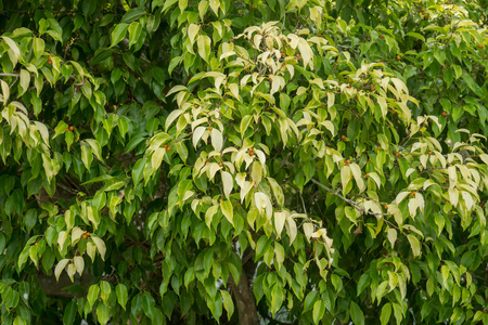 金色的落叶,中国榕树,马来亚悦榕庄照片