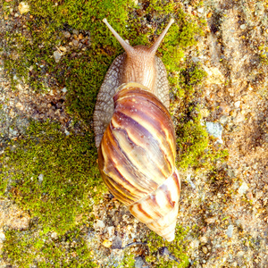 花园蜗牛 羚羊角 aspersum 是一种土地蜗牛爬网