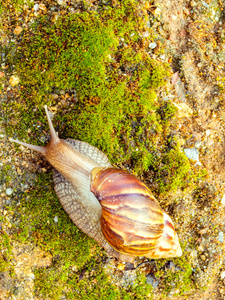 花园蜗牛 羚羊角 aspersum 是一种土地蜗牛爬网