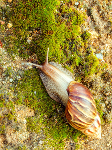 花园蜗牛 羚羊角 aspersum 是一种土地蜗牛爬网