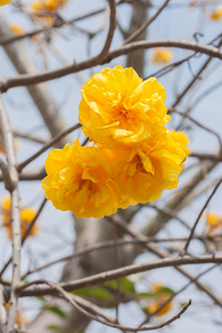 Cochlospermum regium 花