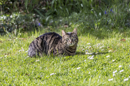 虎猫放松在绿色的草地，在阳光下