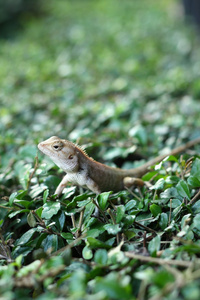 树上的棕色泰国蜥蜴