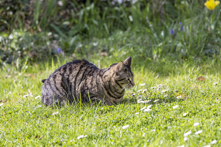 虎猫放松在绿色的草地，在阳光下