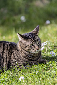 虎猫放松在绿色的草地，在阳光下