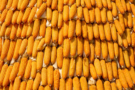 干的玉米位于中期阳光 健康的有机营养物质 抽象背景