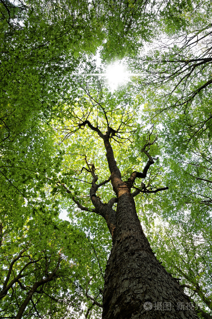 绿色的落叶林在阳光明媚的一天