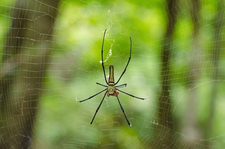 巨木蜘蛛NephilaMaculat a NephilaPilipes