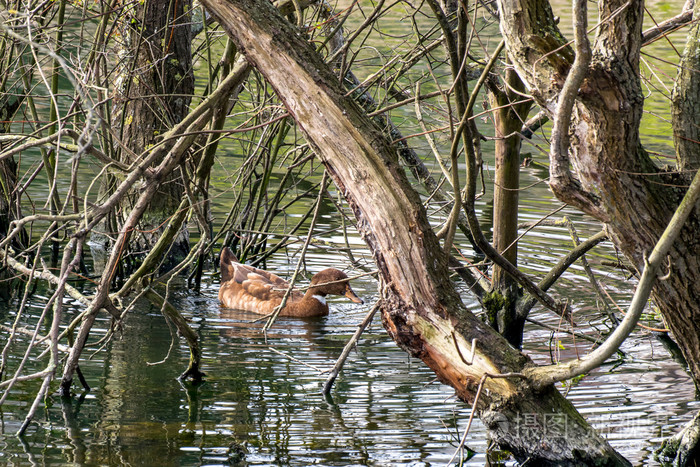 鸭子的树林中游泳