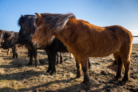 冰岛的小马