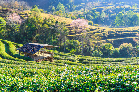 在清迈的茶叶种植园