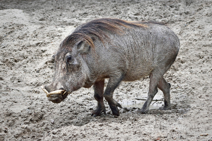 warthog(非洲沙科乔鲁)