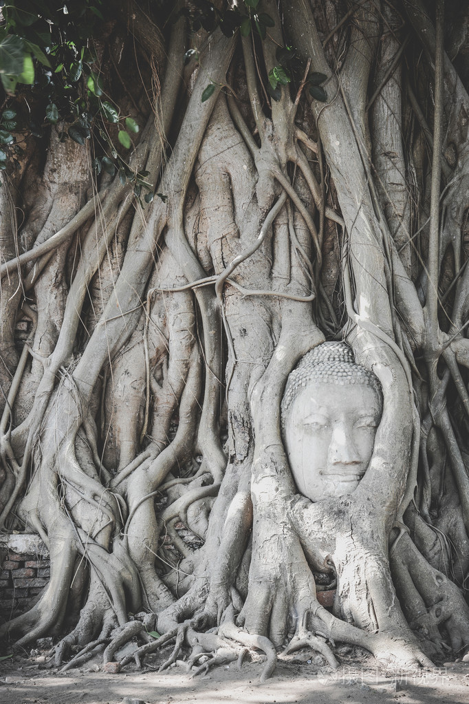 树的根，大城府，泰国佛像头