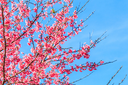 樱花或樱花