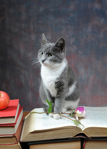 猫对书籍和鲜花摆出的姿势图片