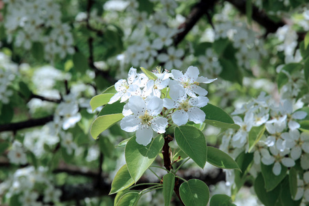 开花梨图片