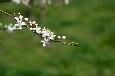 自然背景下的樱花特写