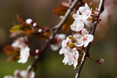 白樱桃花在春天