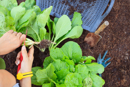 人收获干净有机蔬菜在家里的花园佛的手