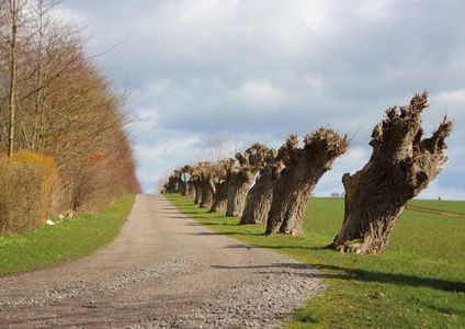 农村多风道与线的老柳树图片