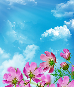 春天的花朵生长在通向蓝天白云的大海的小