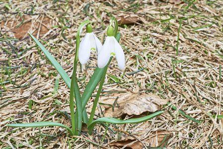 雪花莲