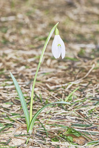 雪花莲