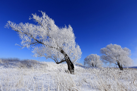 白霜的树木
