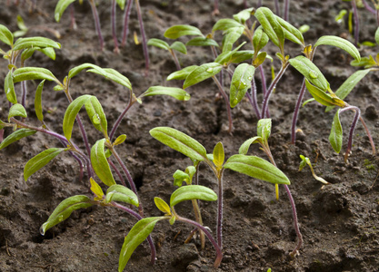 对番茄幼苗图片