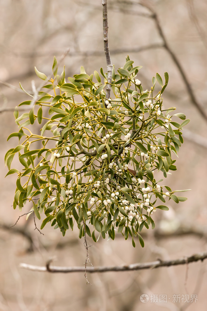 槲寄生白色浆果槲寄生专辑