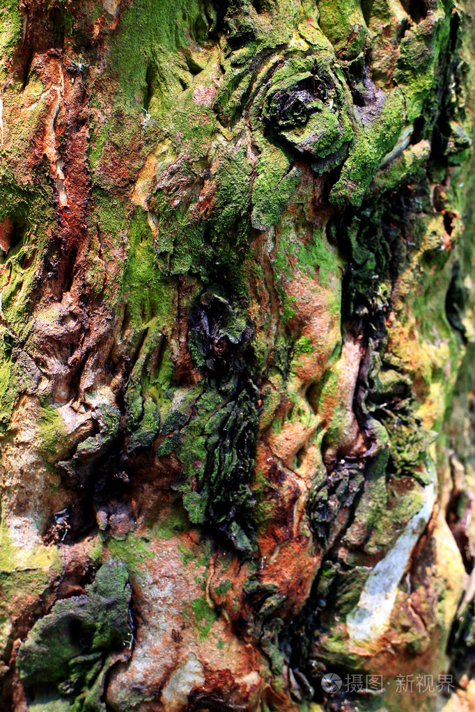 桉树树皮纹理背景