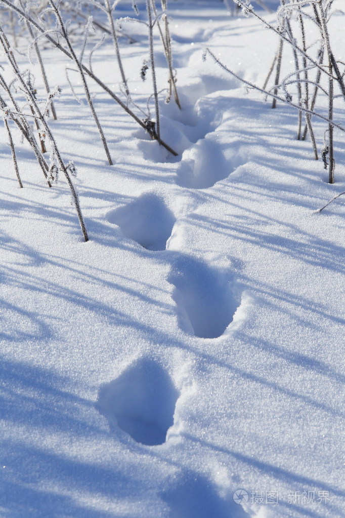 获奖雪景脚印图片图片