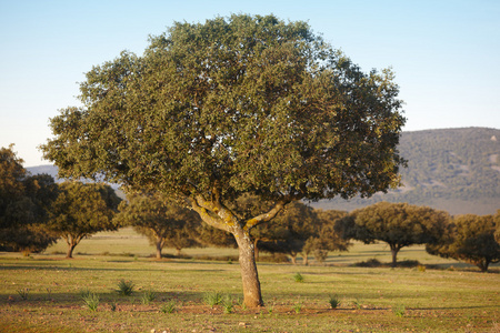 橡木的霍尔姆，冬青在地中海森林。卡瓦内罗斯公园西班牙